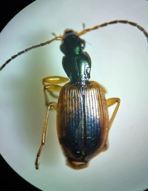 Anchomenus dorsalis - hátfoltos kisfutó