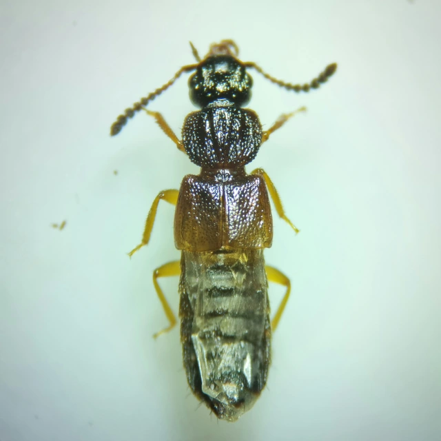 Anotylus rugosus - rovátkáshátú korhóholyva Anotylus rugosus - rovátkáshátú korhóholyva