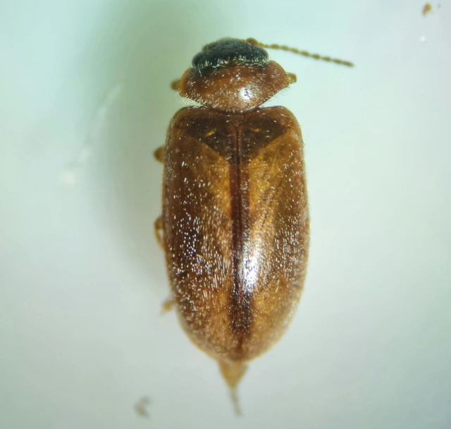 Scirtidae - rétbogárfélék