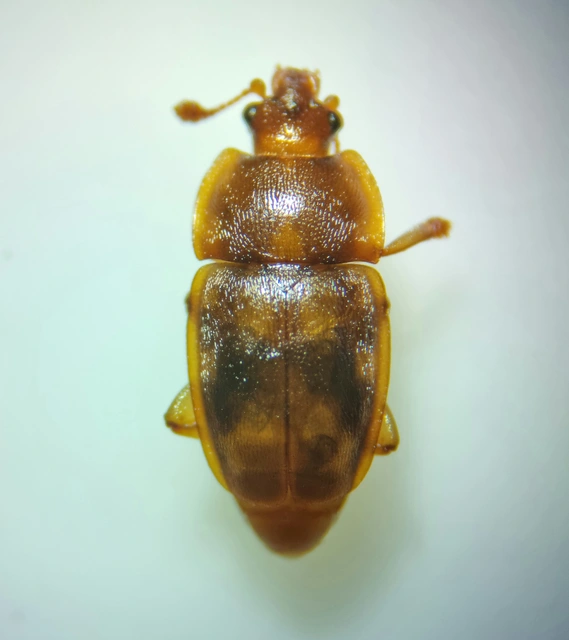 Nitidulidae - fénybogárfélék Nitidulidae - fénybogárfélék