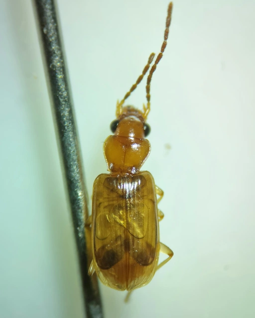 Anthracus consputus - nyerges kisdedfutó