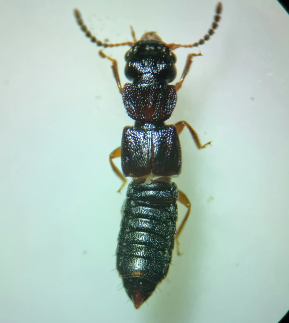 Anotylus rugosus - rovátkáshátú korhóholyva Anotylus rugosus - rovátkáshátú korhóholyva