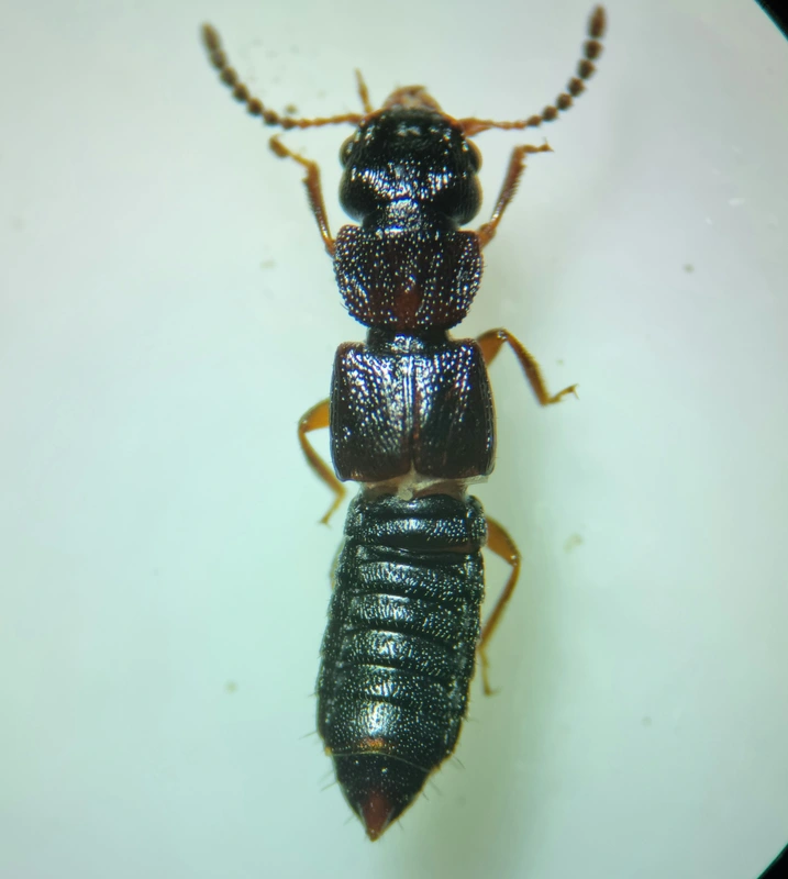 Anotylus rugosus - rovátkáshátú korhóholyva