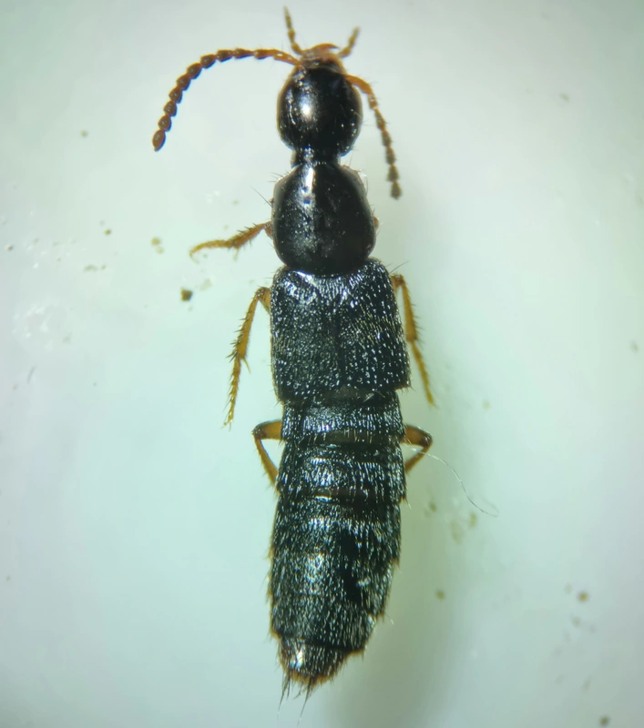 Philonthus umbratilis - nagyszemű ganajholyva