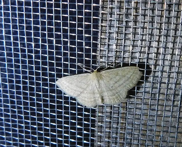 vesszős sávosaraszoló - Scopula virgulata