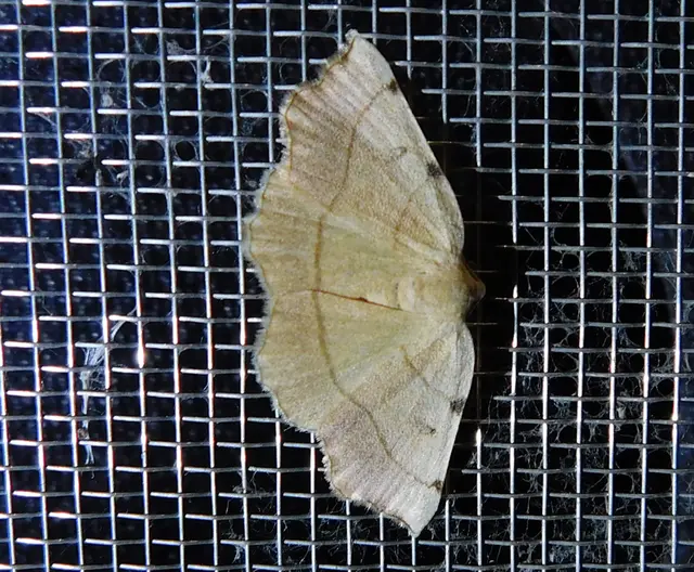 Eilicrinia trinotata - háromjegyű araszoló
