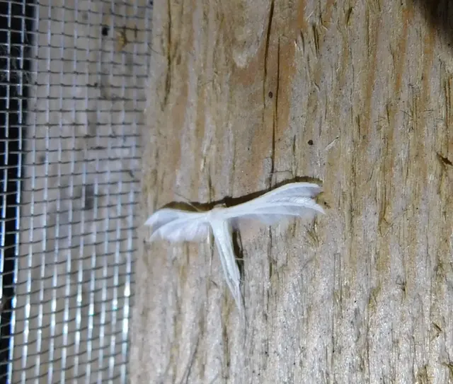 Pterophorus pentadactyla - fehér tollasmoly