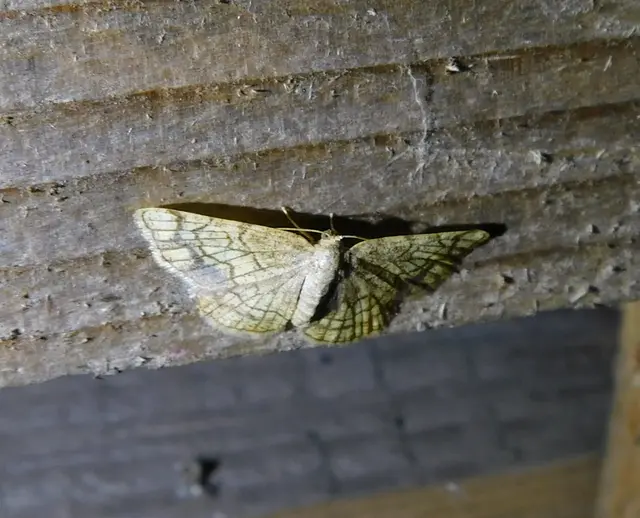 Stegania dilectaria - fehérnyár-araszoló