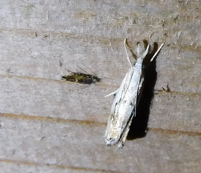 Catoptria falsella - hálós fűgyökérmoly