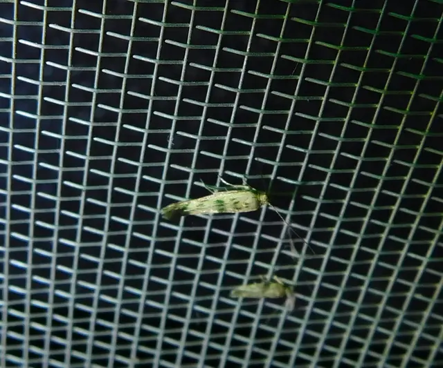 Scythris limbella - parajfonó zöldmoly