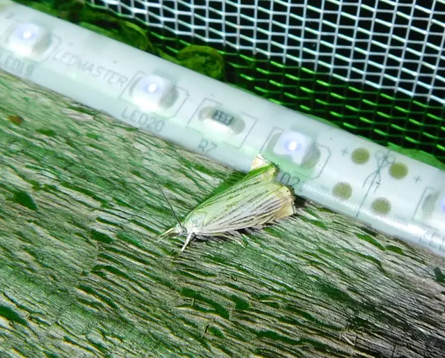 Chrysoteuchia culmella - kerti fűgyökérmoly