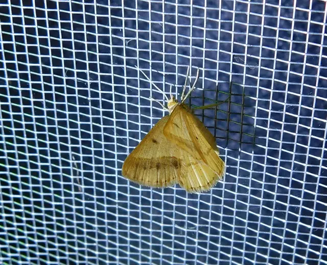 Tephrina arenacearia - lucerna-araszoló