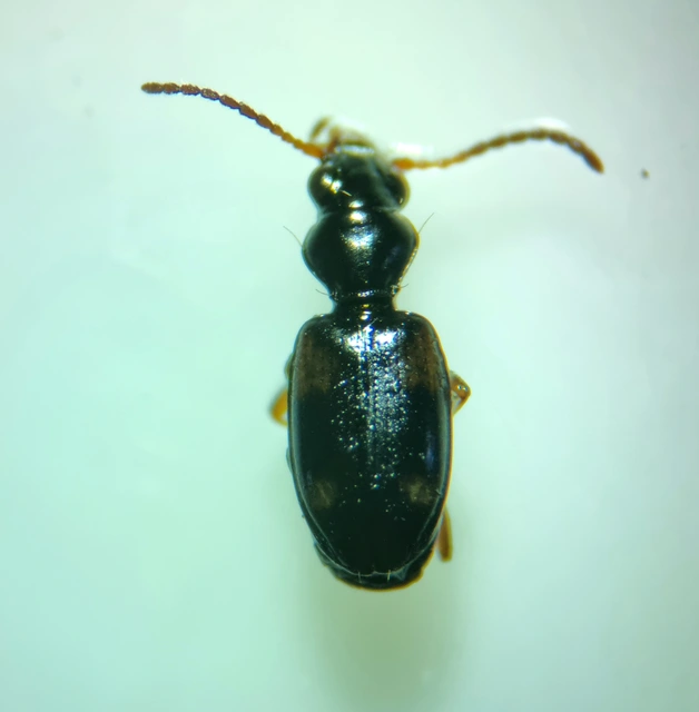 Bembidion quadrimaculatum - négyfoltos gyorsfutó