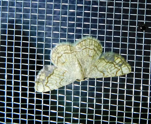 Stegania dilectaria - fehérnyár-araszoló