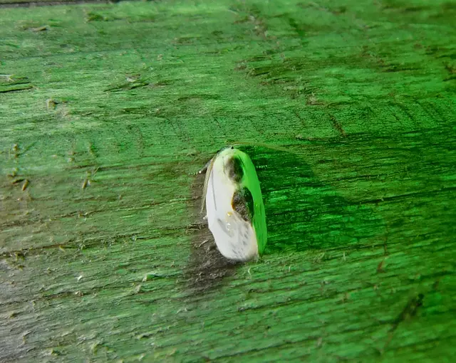 törpe sarlósszövő - Cilix glaucata