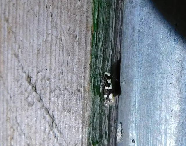 Neurothaumasia ankerella - magyarmoly