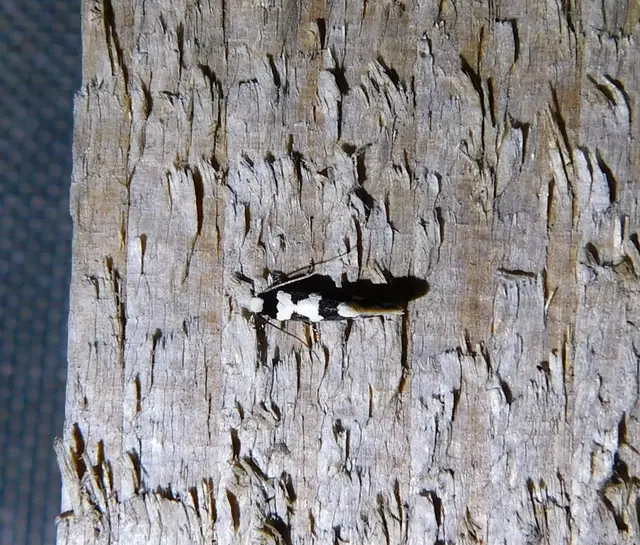 Neurothaumasia ankerella - magyarmoly