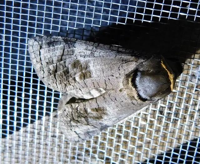 Cossus cossus - fűzfarontólepke