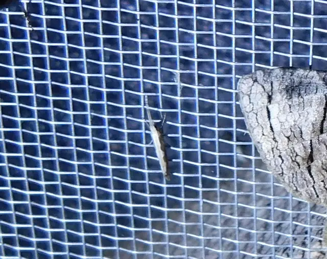 Plutella xylostella - káposztamoly