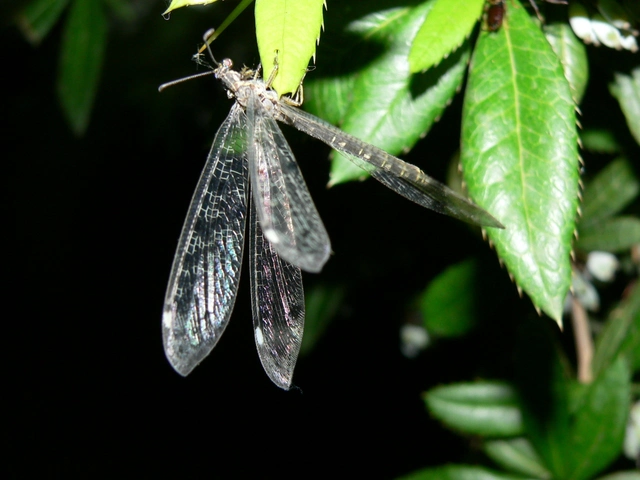 Distoleon tetragrammicus - négyfoltos hangyaleső