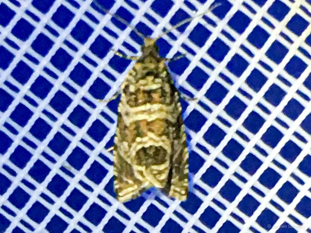 Celypha rivulana - dudvasodró tükrösmoly