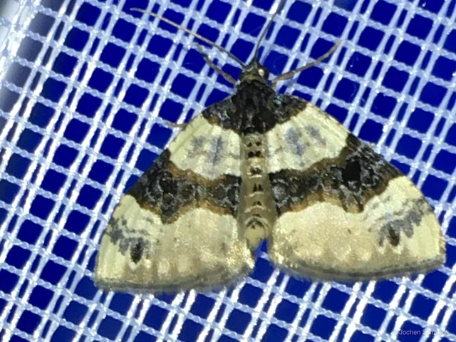 Cosmorhoe ocellata - szemes galajaraszoló