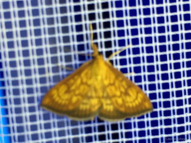 Ecpyrrhorrhoe rubiginalis - rozsdavörös tűzmoly