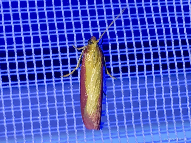 Oncocera semirubella - lucernamoly