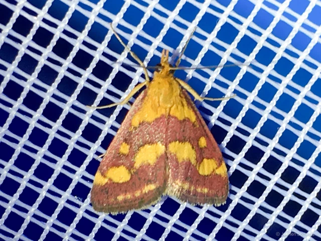 Pyrausta purpuralis - közönséges bíbormoly