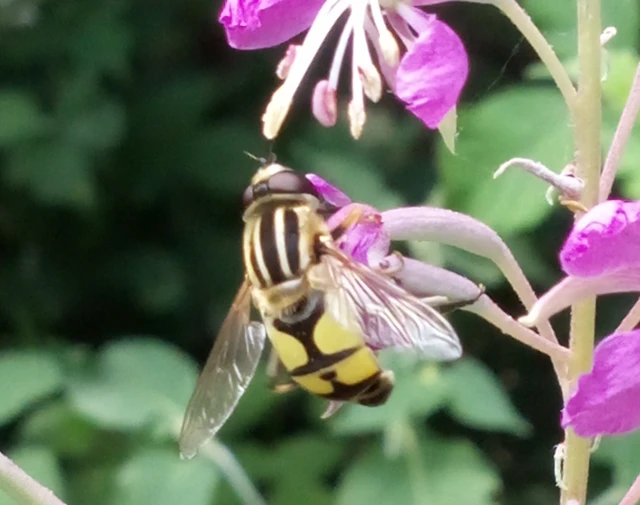 Helophilus trivittatus - nagy mocsárilégy