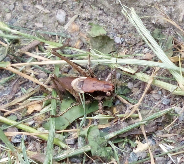 Pholidoptera griseoaptera - szürke avarszöcske