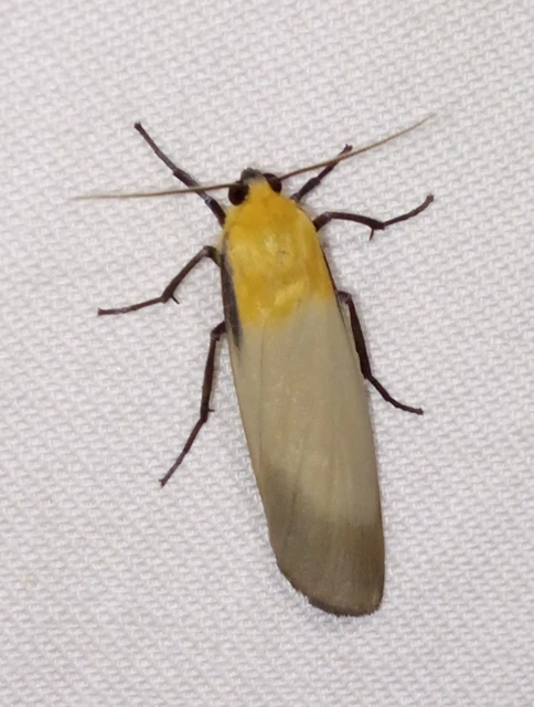 Lithosia quadra - négypettyes zuzmószövő