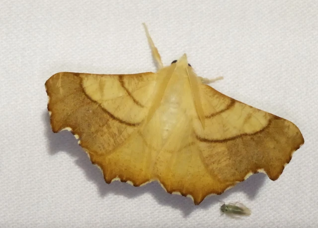 Ennomos fuscantaria - kőris-levélaraszoló