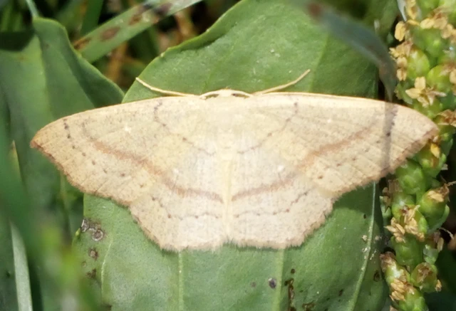 Cyclophora linearia - vonalas pettyesaraszoló