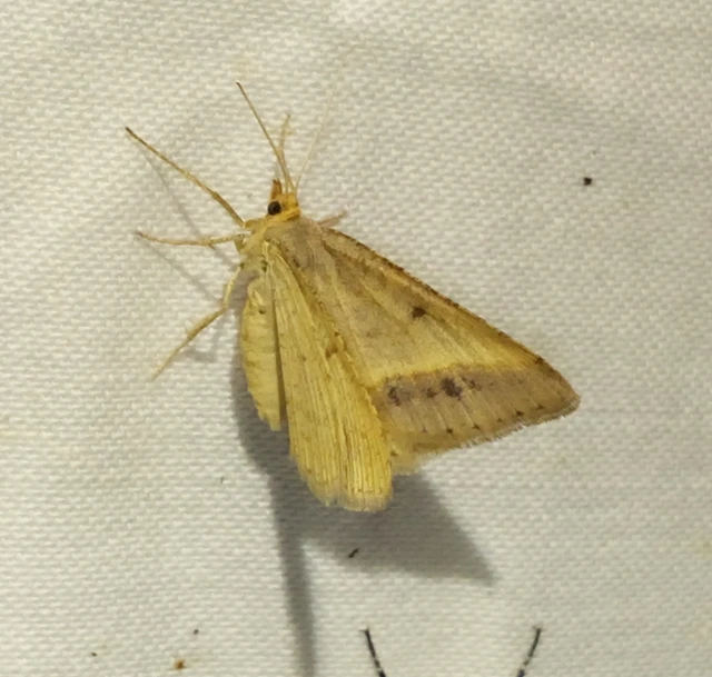 Tephrina arenacearia - lucerna-araszoló