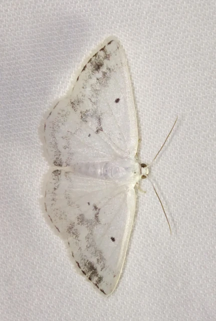 Lomographa temerata - foltos fehéraraszoló