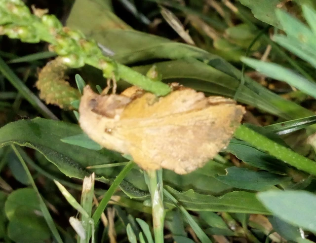 Phyllodesma tremulifolia - nyárlevélpohók