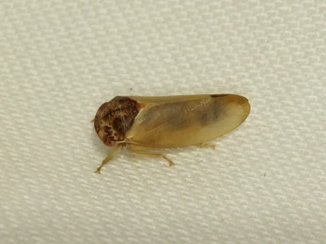 Iassus