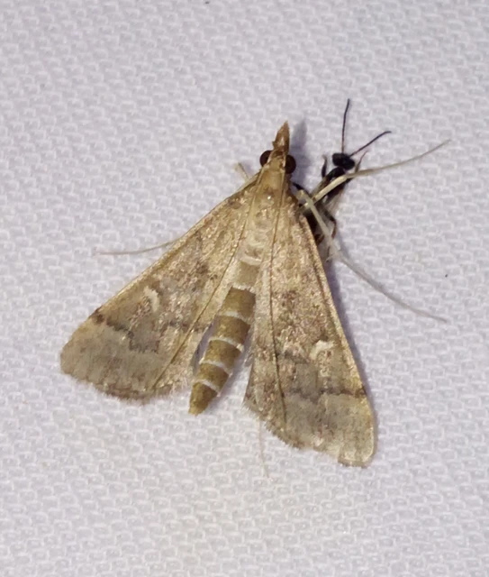 Dolicharthria punctalis - hosszúlábú tűzmoly