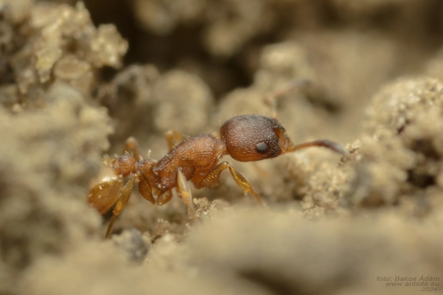 Temnothorax albipennis - ligeti kéreghangya