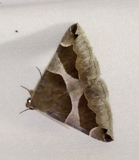Dysgonia algira - déli porcelánbagoly