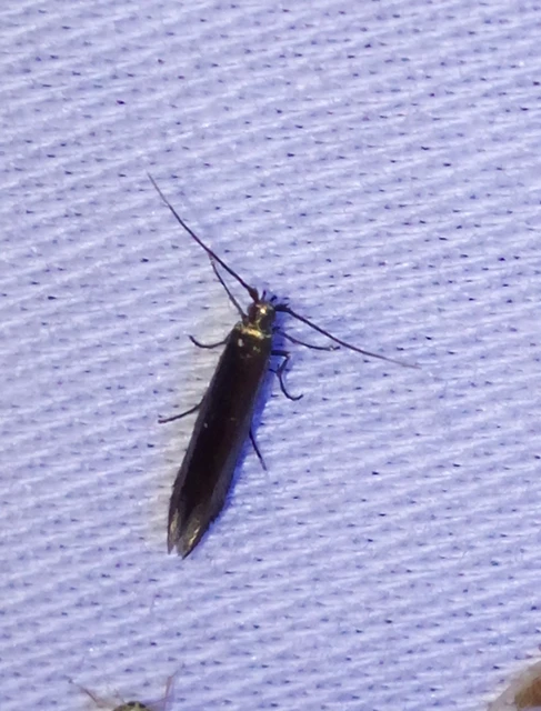 Coleophora