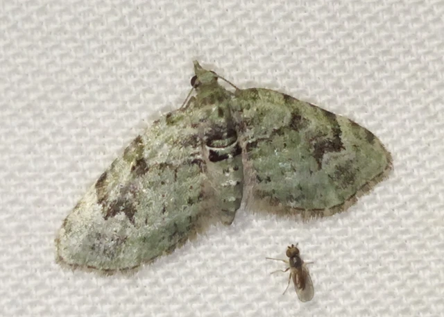 Chloroclystis v-ata - zöldes törpearaszoló
