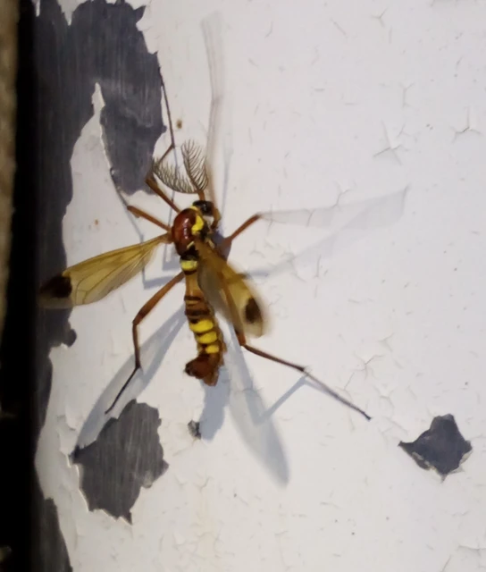 Ctenophora ornata - sárga fésűsszúnyog