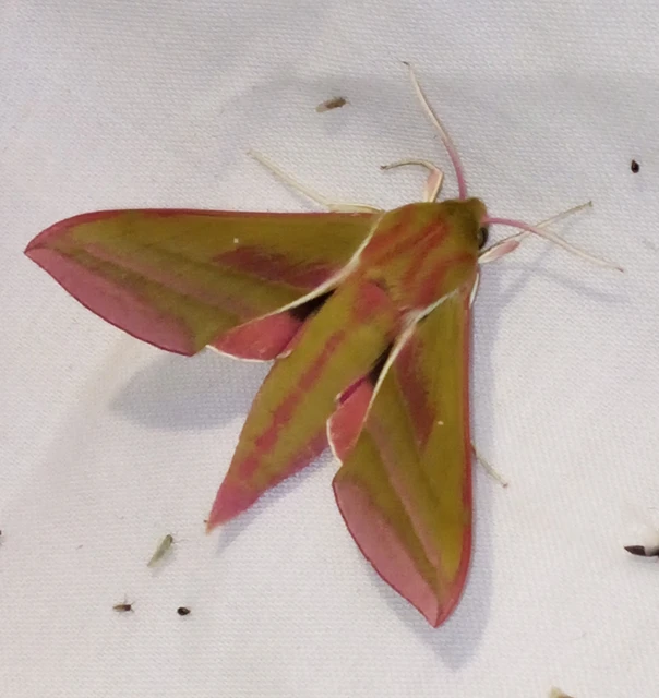 Deilephila elpenor - szőlőszender