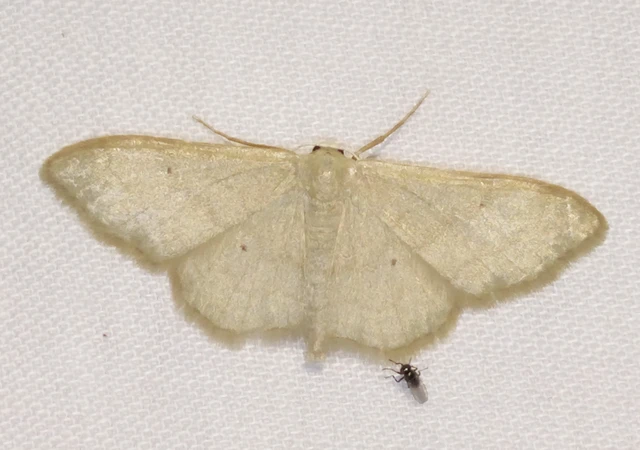 Idaea straminata - szalmasárga sávosaraszoló