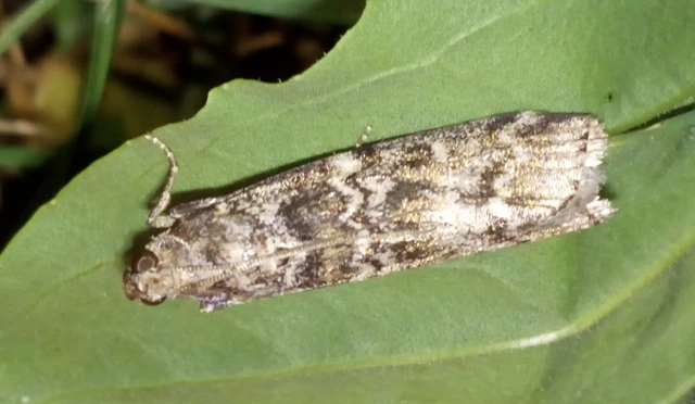 Dioryctria