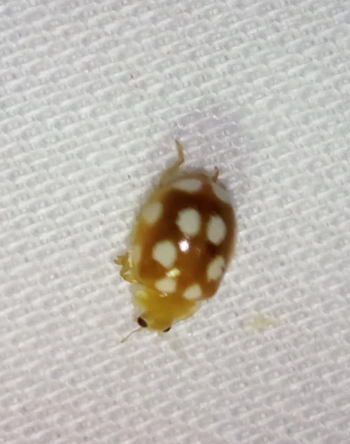 Vibidia duodecimguttata - tizenkétcseppes füsskata