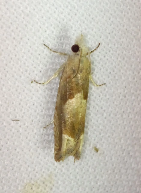 Eucosma