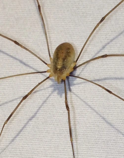 Opiliones - Kaszáspókok
